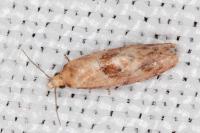 Cochylidia moguntiana