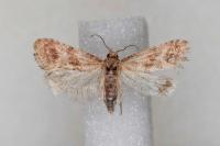 Cochylidia moguntiana