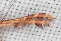 Oxyptilus distans