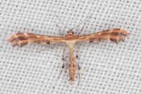 Oxyptilus distans