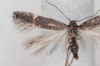 Aproaerema anthyllidella
