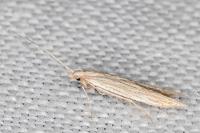 Coleophora sternipennella