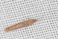Coleophora sternipennella
