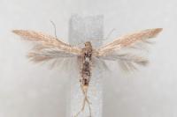 Coleophora sternipennella