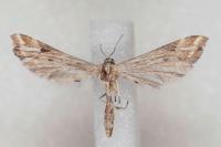 Platyptilia farfarella