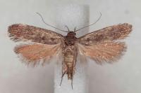 Anacampsis timidella