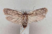Depressaria douglasella