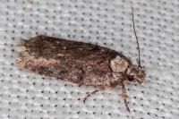 Depressaria douglasella