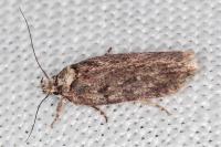Depressaria douglasella