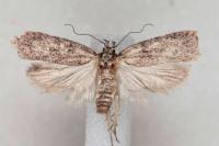 Depressaria douglasella