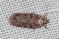 Depressaria douglasella