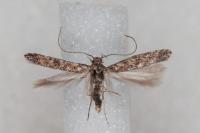 Tuta absoluta