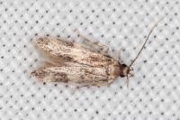 Oegoconia novimundi