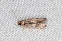 Oegoconia novimundi