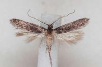 Telphusa cistiflorella