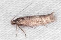 Telphusa cistiflorella