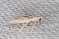 Ptocheuusa paupella