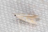 Ptocheuusa paupella