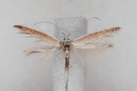 Coleophora acrisella