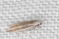 Coleophora acrisella