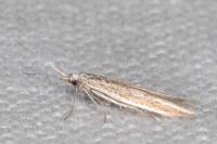 Coleophora acrisella
