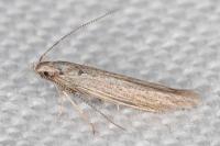 Coleophora texanella