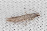 Coleophora texanella