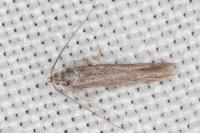 Coleophora texanella