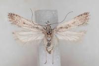 Dichomeris helianthemi