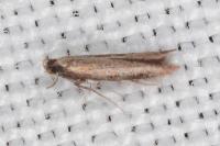 Coptotriche angusticollella