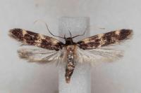 Oegoconia uralskella uralskella