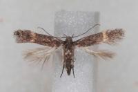 Aproaerema linella