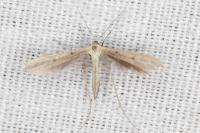 Hellinsia coniodactyla