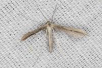 Hellinsia coniodactyla