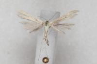 Hellinsia coniodactyla