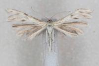 Wheeleria spilodactyla