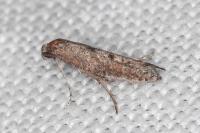 Ochromolopis staintonellus