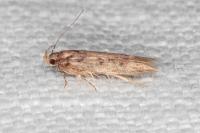 Bryotropha senectella