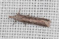 Dichomeris helianthemi