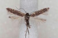 Aproaerema anthyllidella