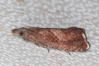 Dichrorampha acuminatana