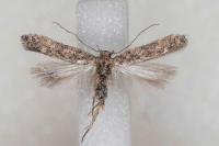 Tuta absoluta