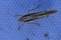 Ypsolopha ustella