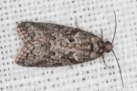 Cnephasia cupressivorana