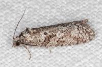 Cnephasia cupressivorana