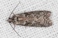 Cnephasia cupressivorana
