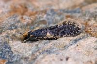 Monopis laevigella