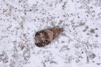 Tebenna micalis