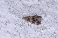 Tebenna micalis