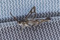 Pyropteron leucomelaenum